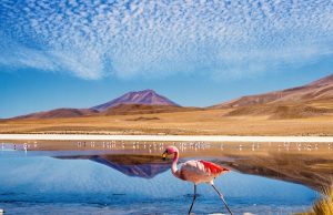 Lagoon flamingo bolivia