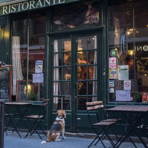 Gastronomie française : tout savoir sur la cuisine française