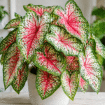 caladium