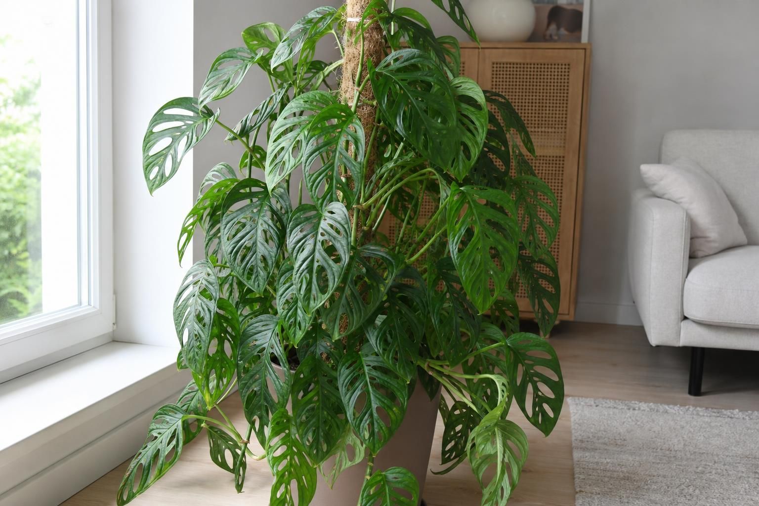 découvrez notre guide complet pour entretenir et faire prospérer votre monstera monkey, avec des conseils pratiques pour une plante saine et vigoureuse.