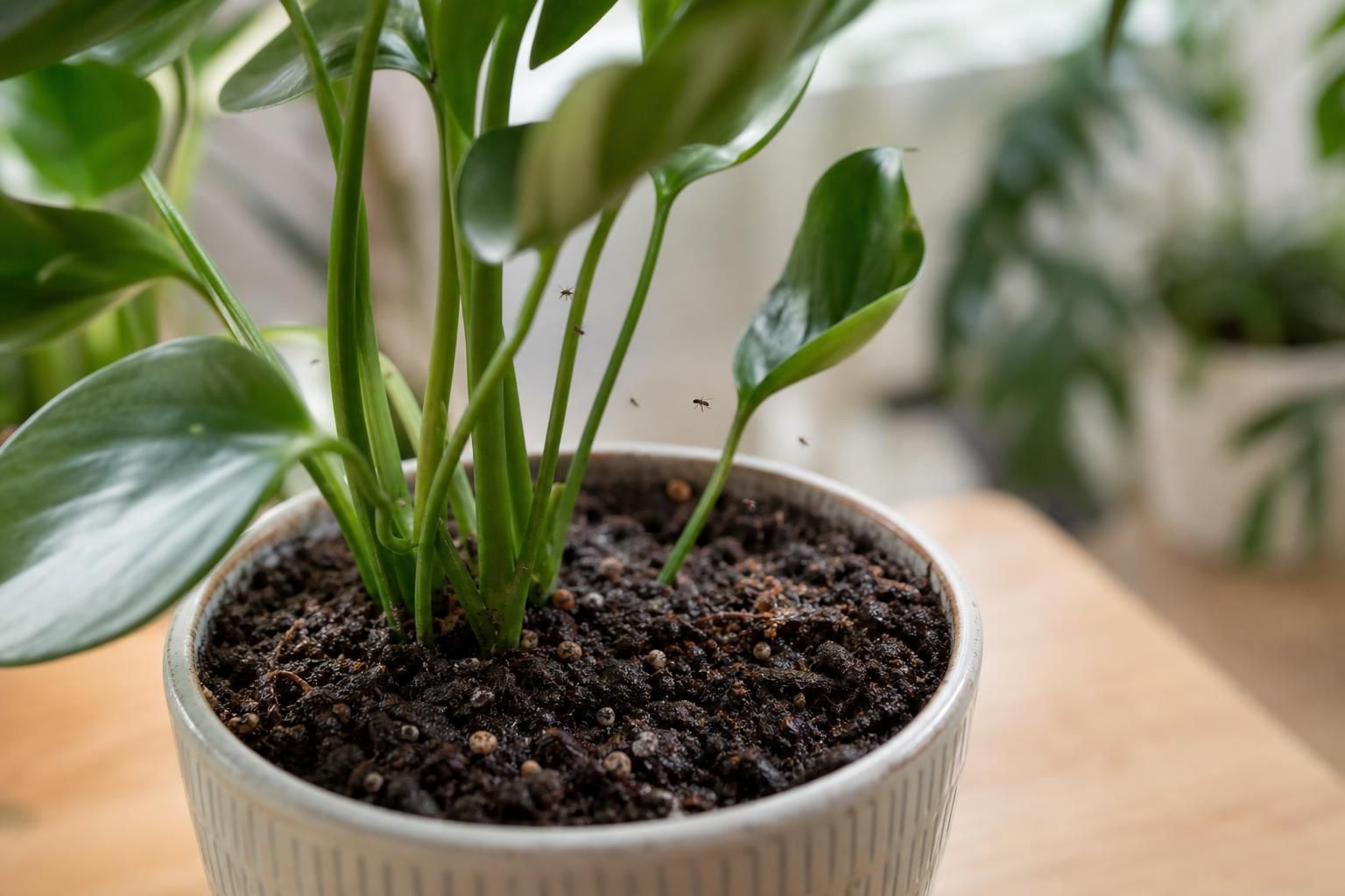 découvrez comment identifier les moucherons dans vos plantes et les éliminer efficacement grâce à nos conseils pratiques et solutions naturelles.