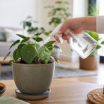 découvrez comment identifier les moucherons dans vos plantes et apprenez des méthodes efficaces pour vous en débarrasser rapidement et préserver la santé de vos végétaux.