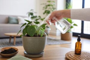 découvrez comment identifier les moucherons dans vos plantes et apprenez des méthodes efficaces pour vous en débarrasser rapidement et préserver la santé de vos végétaux.