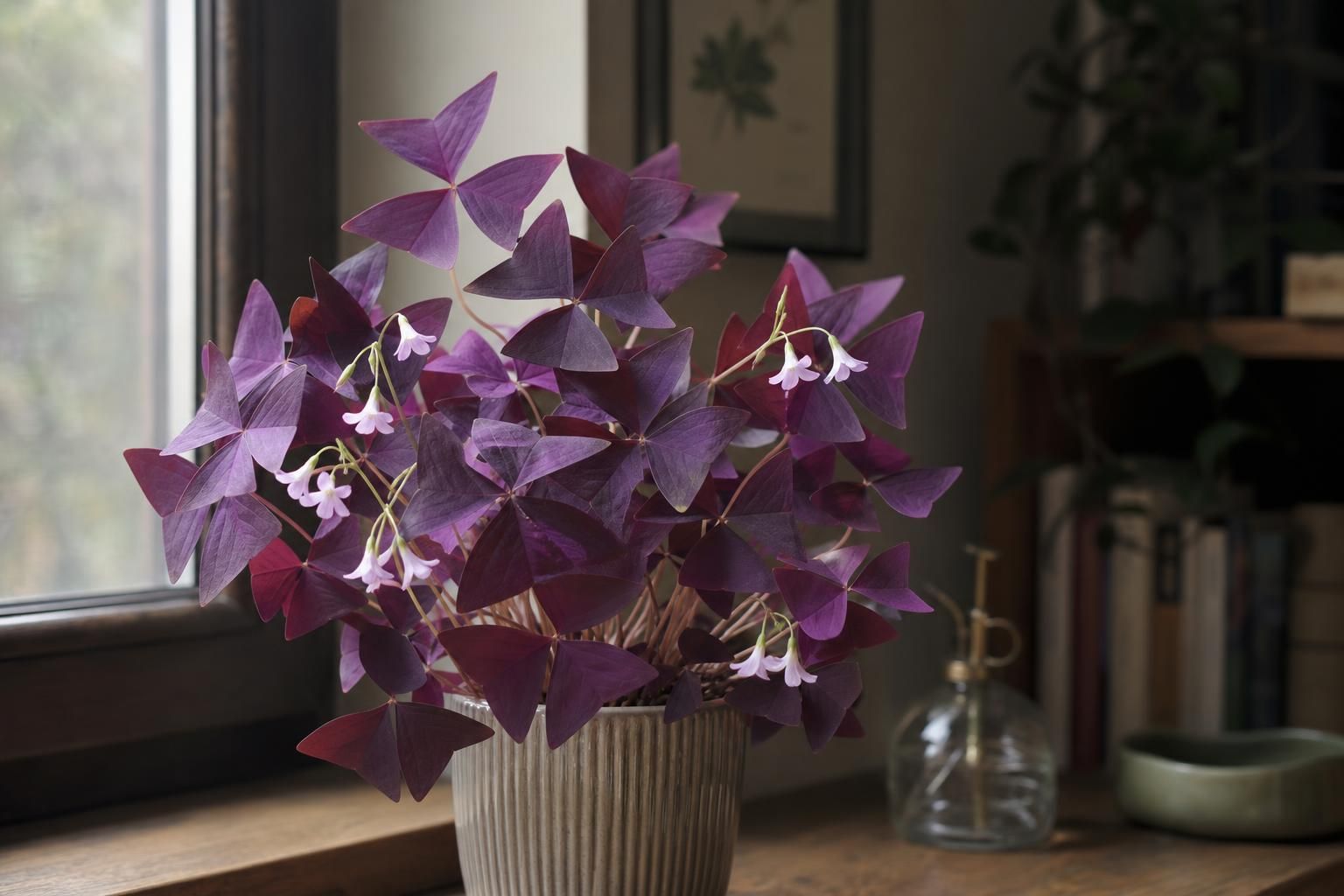 découvrez notre guide complet pour réussir la culture et l'entretien de l'oxalis pourpre. conseils pratiques, astuces de jardinage et entretien pour une plante saine et florissante.