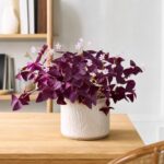 découvrez notre guide complet pour réussir la culture et l'entretien de l'oxalis pourpre, une plante facile à vivre qui embellira votre jardin ou intérieur.