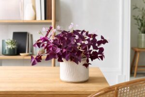 découvrez notre guide complet pour réussir la culture et l'entretien de l'oxalis pourpre, une plante facile à vivre qui embellira votre jardin ou intérieur.